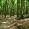 Tour 9: NP-Jasmund